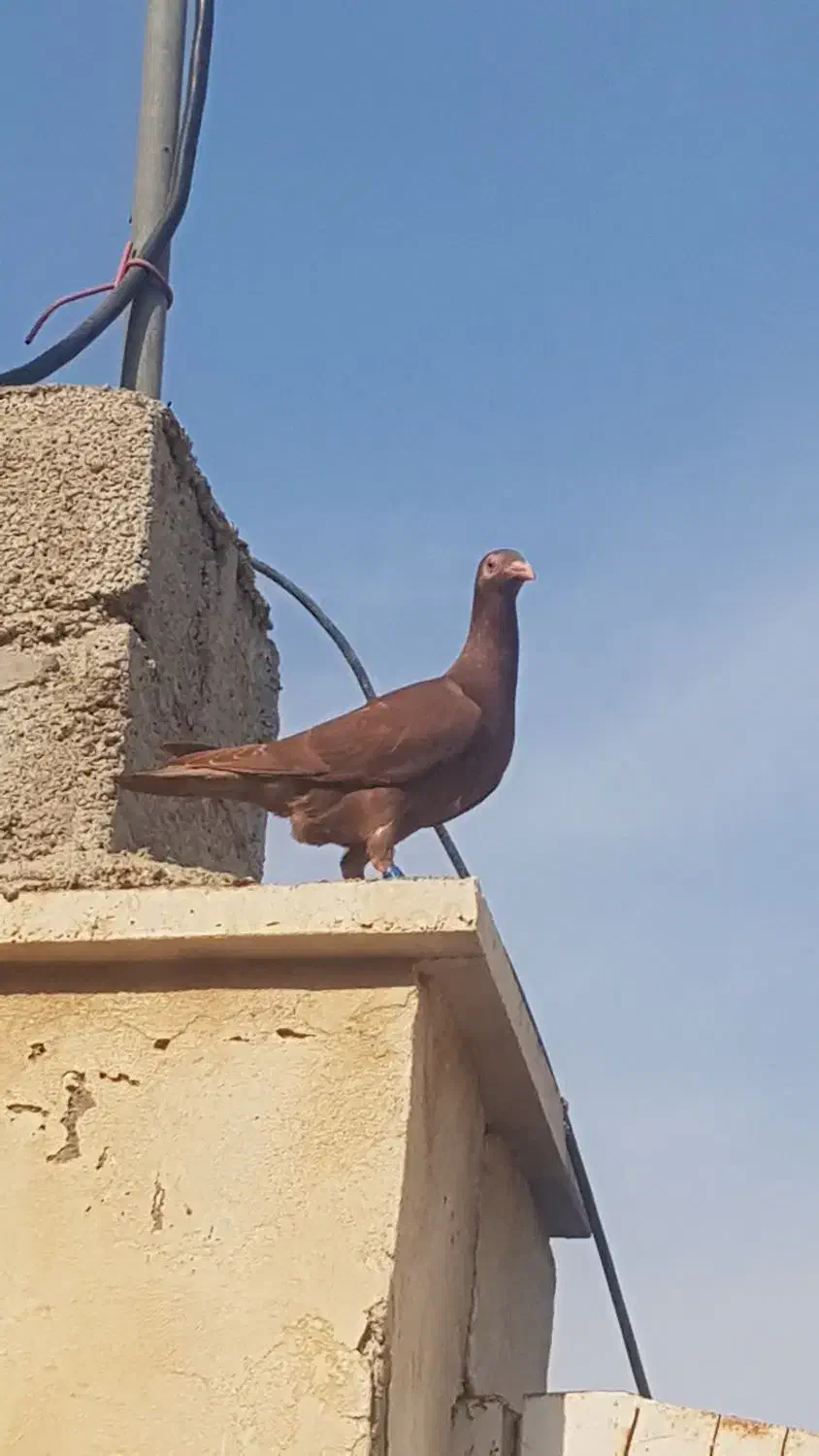 سرخ|حیوانات|برازجان, |دیوار