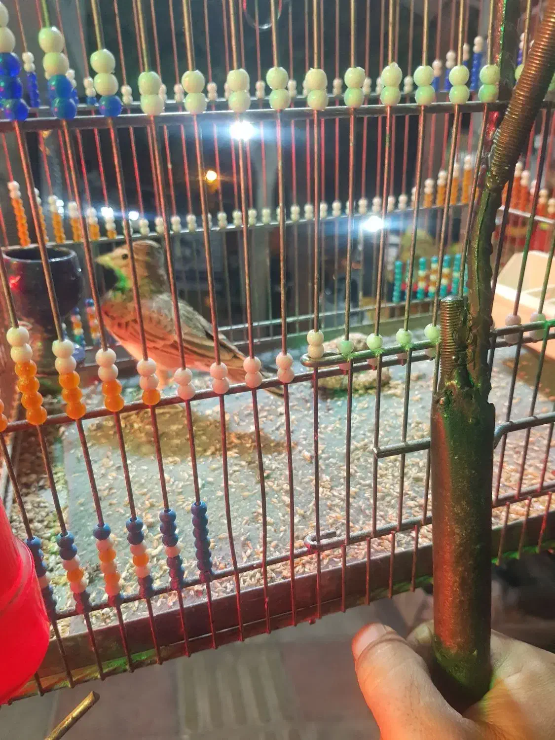 سهره قناری|پرنده|رباطکریم, رباطکریم|دیوار