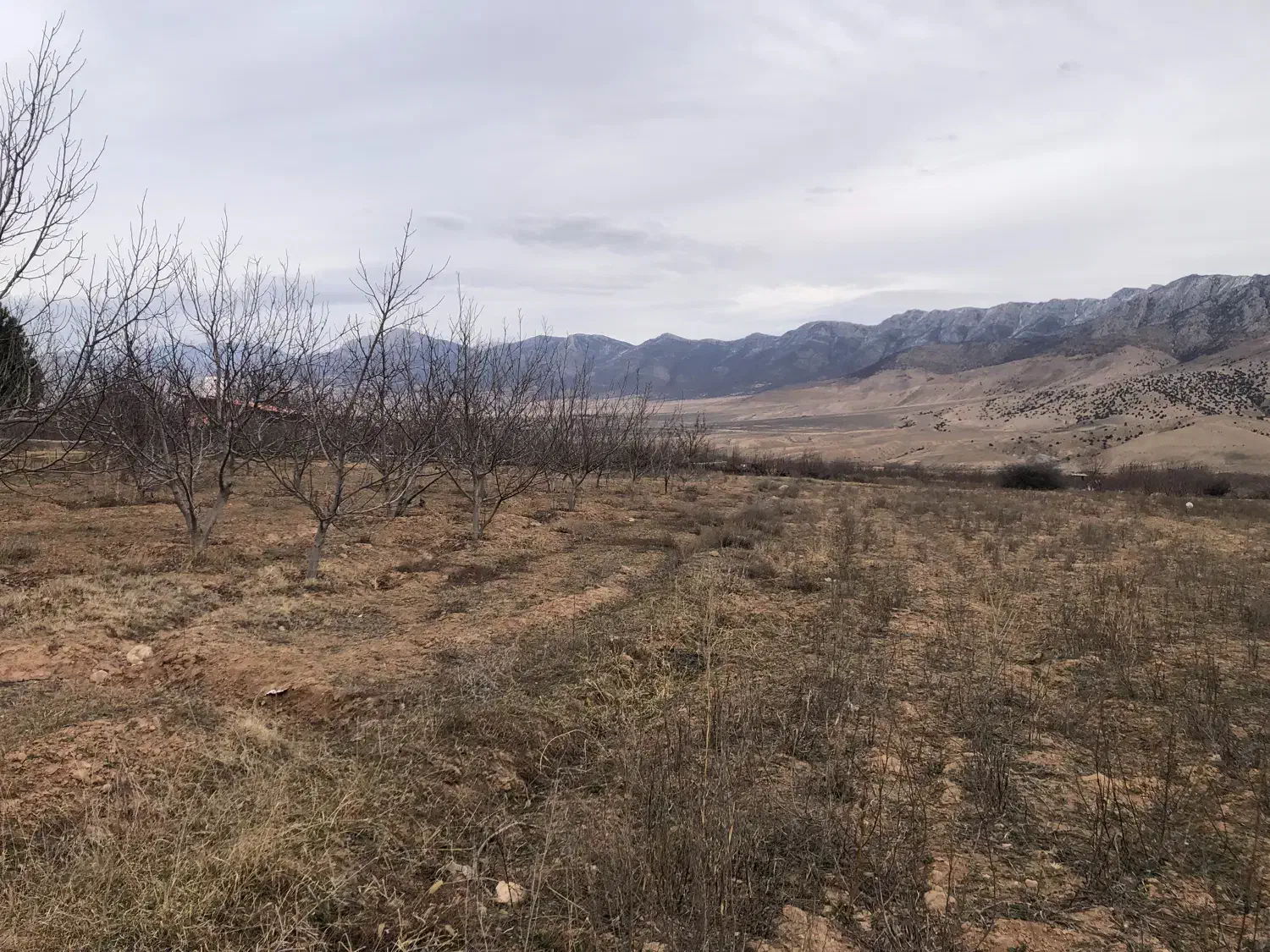 زمین کشاورزی و ویلایی در تلمادره|فروش زمین و ملک کلنگی|کیاسر, |دیوار