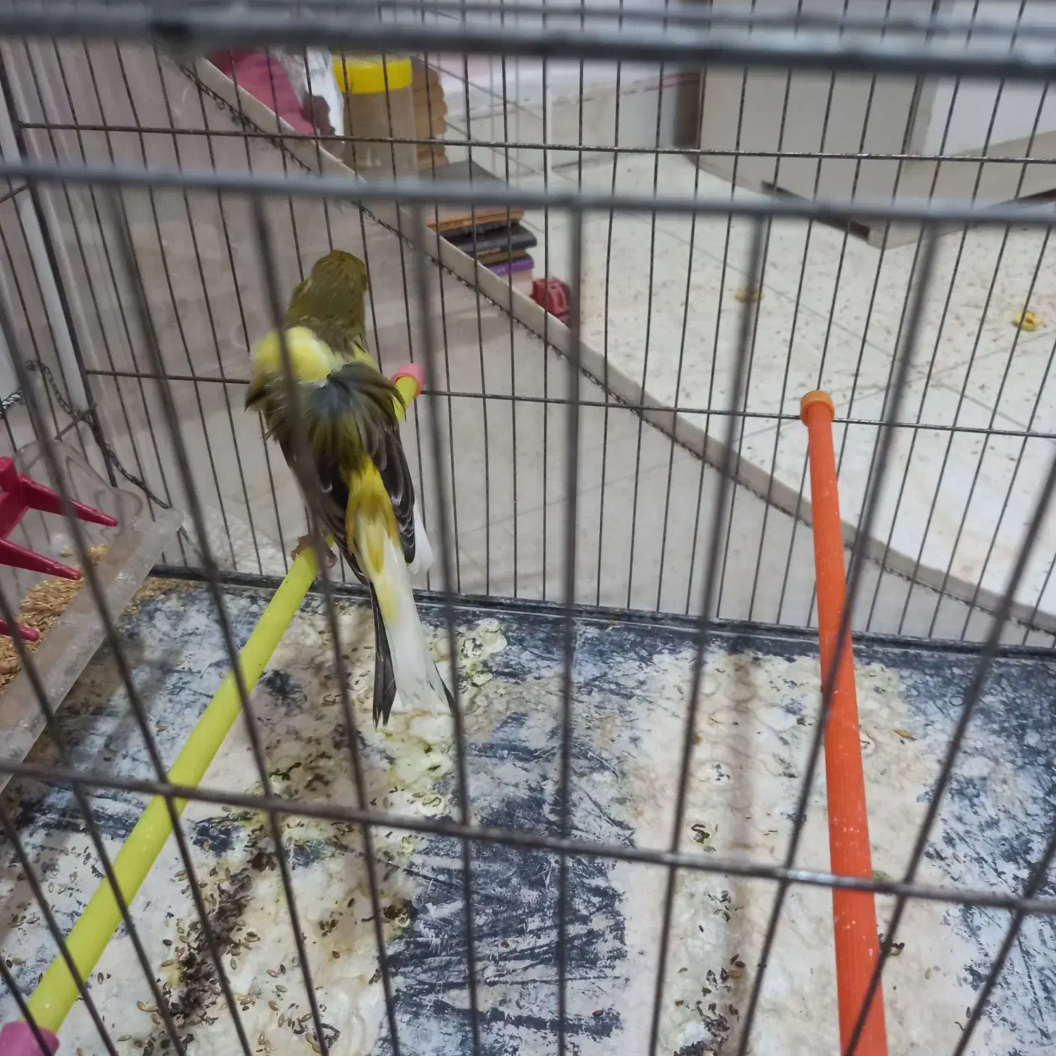 قناری رسنی بلند|پرنده|کهریزک, |دیوار