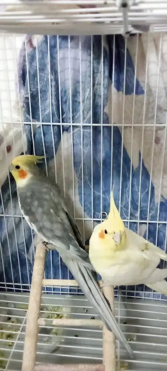 پرنده زینتی|پرنده|کاشمر, |دیوار