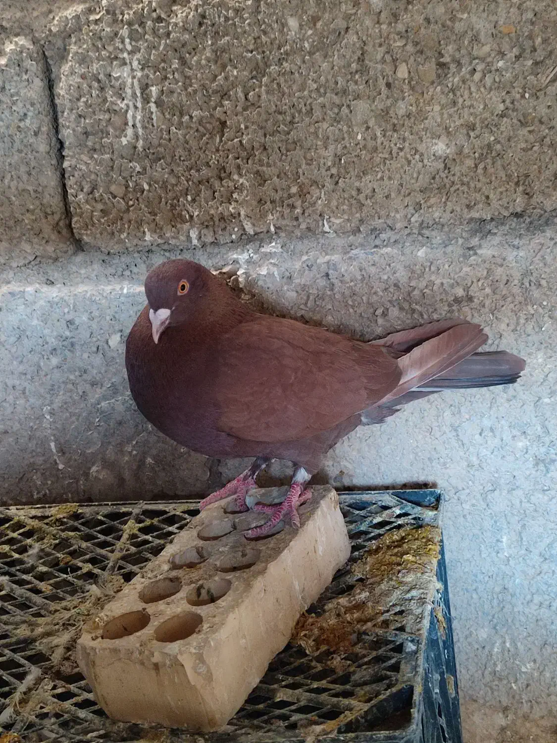 کبوتر|پرنده|بهبهان, |دیوار