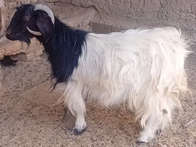 بز.|حیوانات مزرعه|هامون, |دیوار