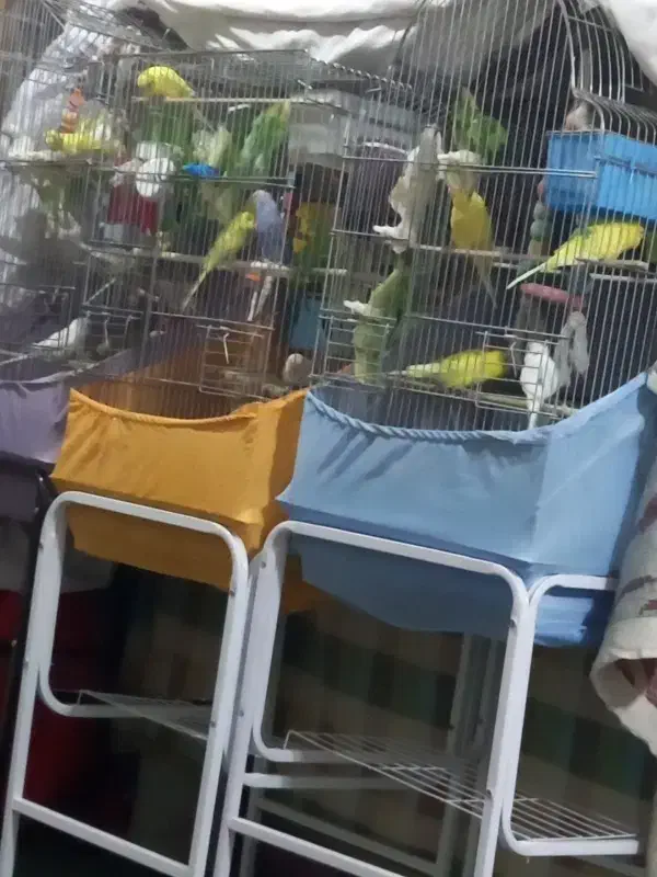 مرغ عشق جوجه تا مولد|پرنده|قرچک, زیبا شهر|دیوار