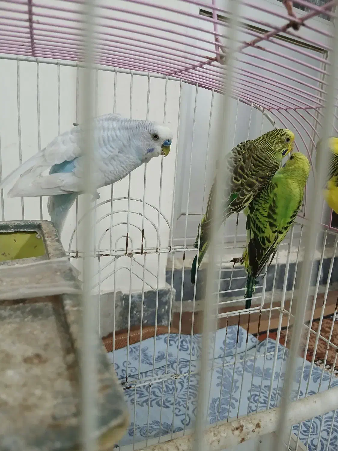 مرغ عشق دو جفت آس|پرنده|نکا, |دیوار