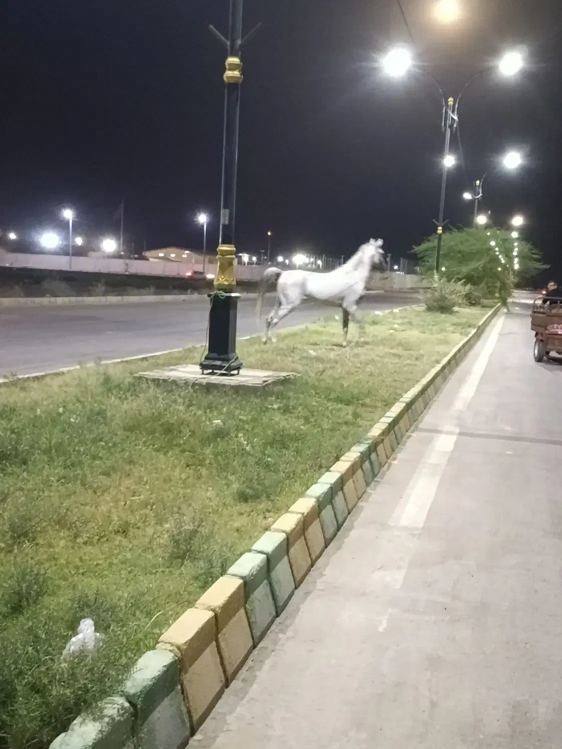 اسب نریان|اسب و تجهیزات اسبسواری|چمران, |دیوار