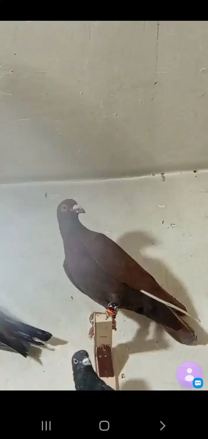 کفتر پرشی|پرنده|اسفراین, |دیوار