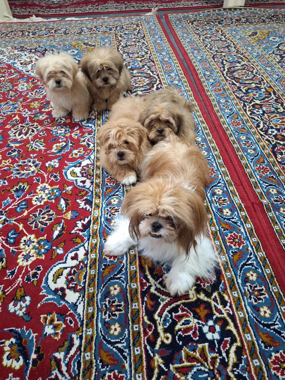 واگذاری|سگ|کاشان, شهرک امیرالمومنین|دیوار