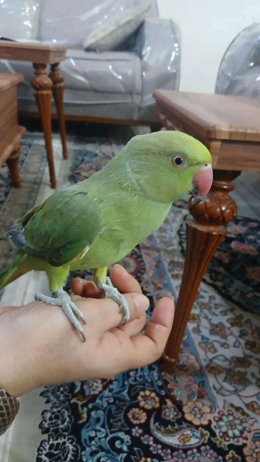 طوطی ملنگو|پرنده|امیدیه, |دیوار