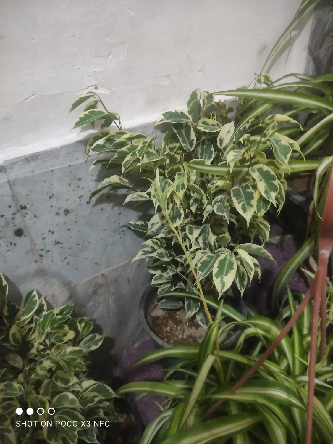 حراج گل|گل و گیاه طبیعی|اصفهان, پوریای ولی|دیوار