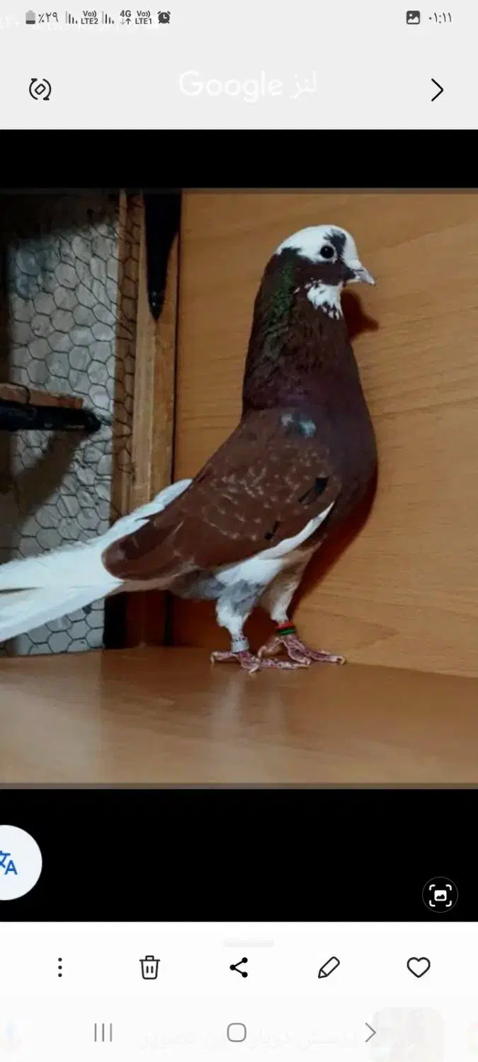 کفتر شازده گمشده|حیوانات|بروجرد, |دیوار