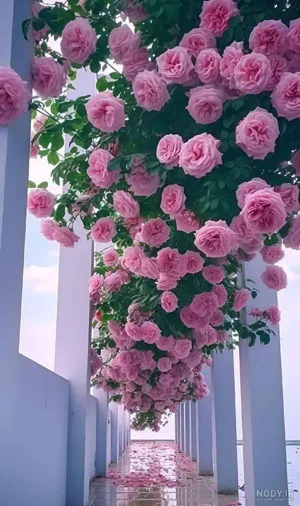 نظافت چی منازل|خدمات نظافت|میبد, |دیوار