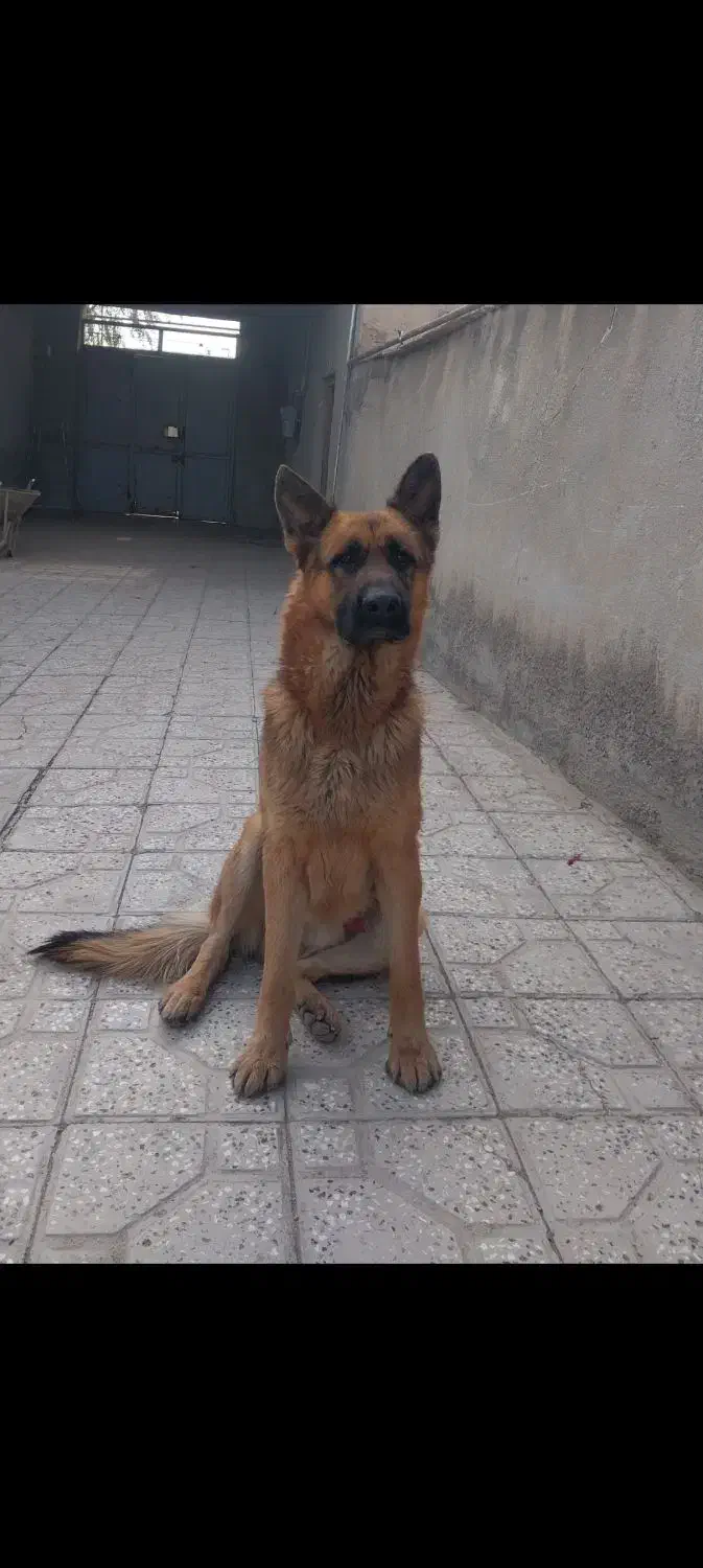 واگذاری ی قلاده ژرمن|سگ|شاهرود, |دیوار