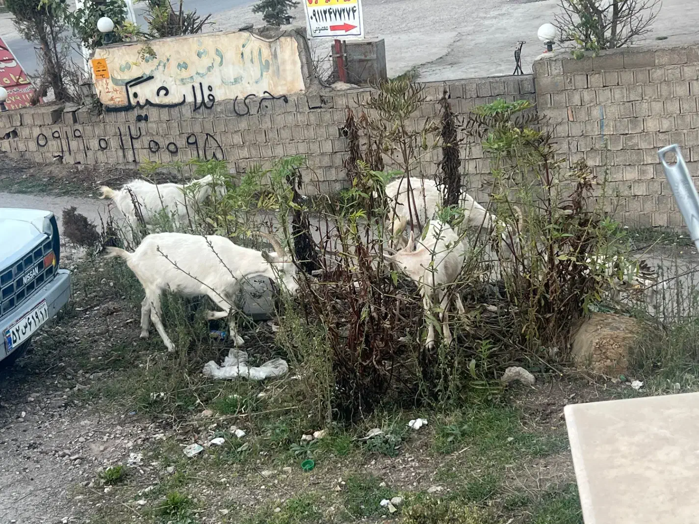 بز سانن|حیوانات مزرعه|کلاردشت, |دیوار