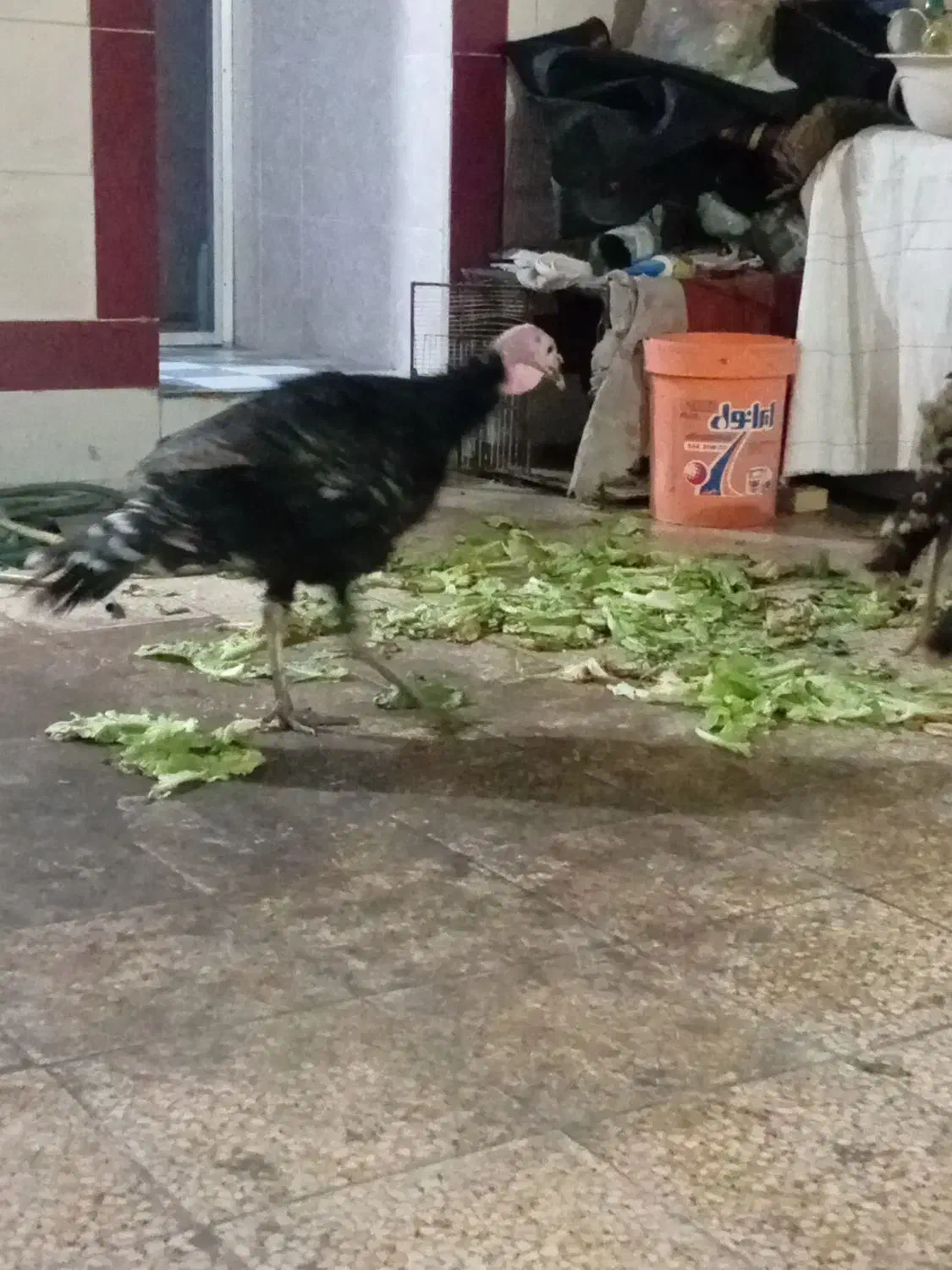 فروش بوقلمون محلی|حیوانات مزرعه|بهبهان, |دیوار