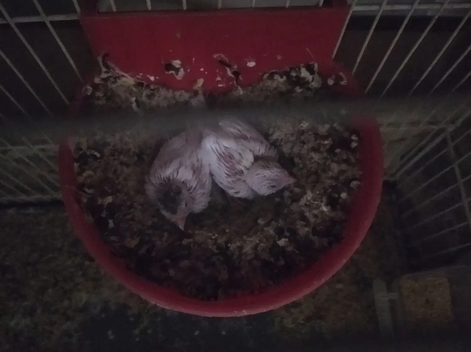 قناری|پرنده|بیرجند, |دیوار