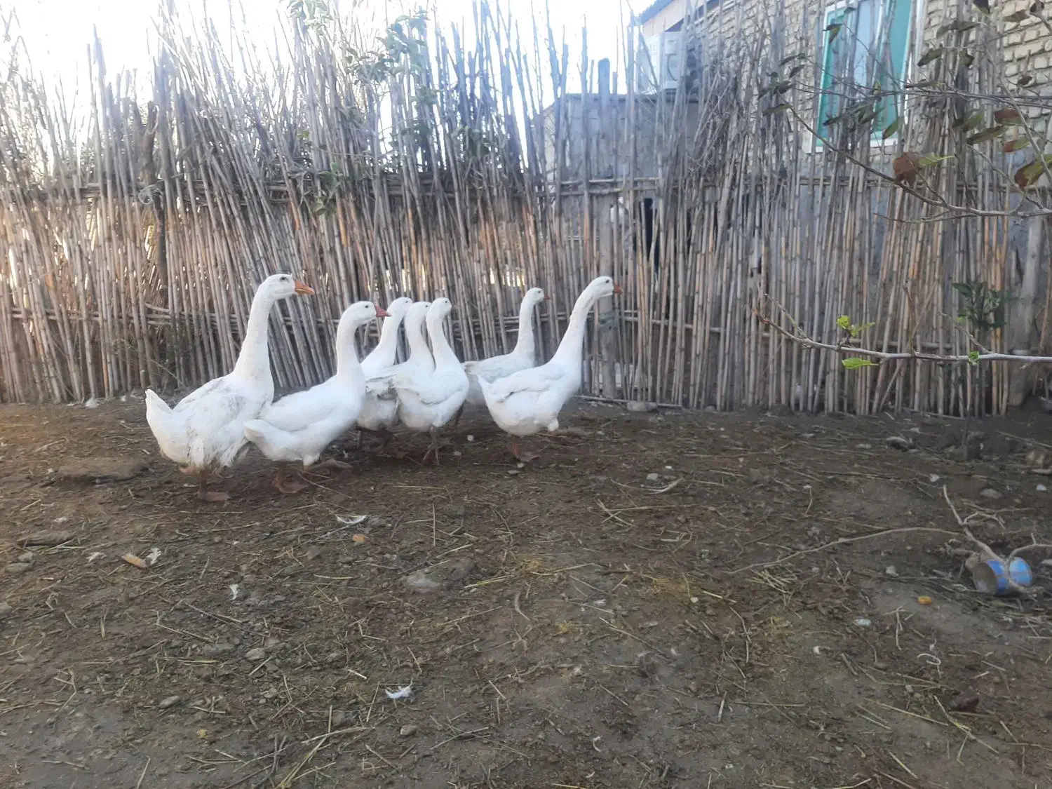 قوغاز لیندا کرچی اصیل|حیوانات مزرعه|گنبد کاووس, |دیوار