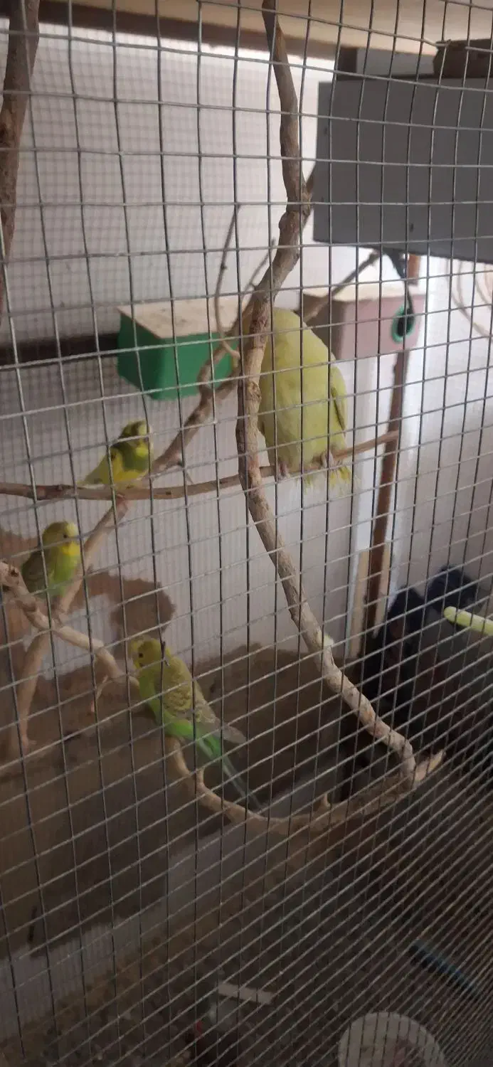 مرغ عشق|پرنده|بیرجند, |دیوار