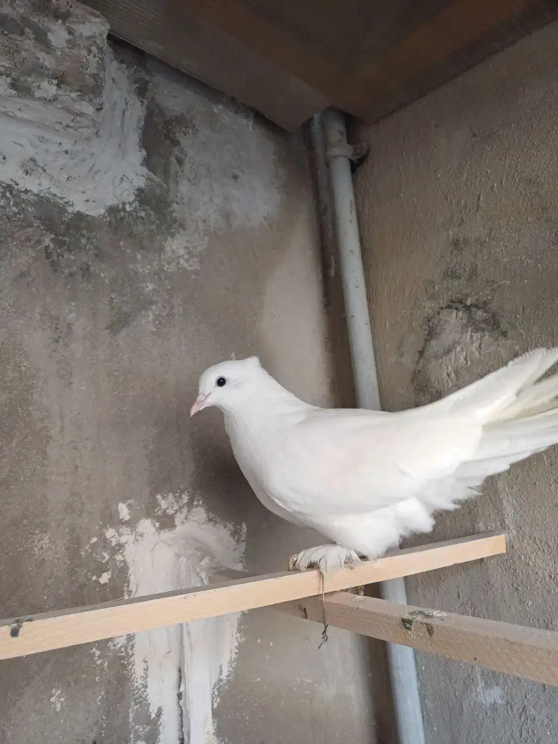 کفتر سفید کاکولی پاپر|پرنده|قلعه نو, |دیوار