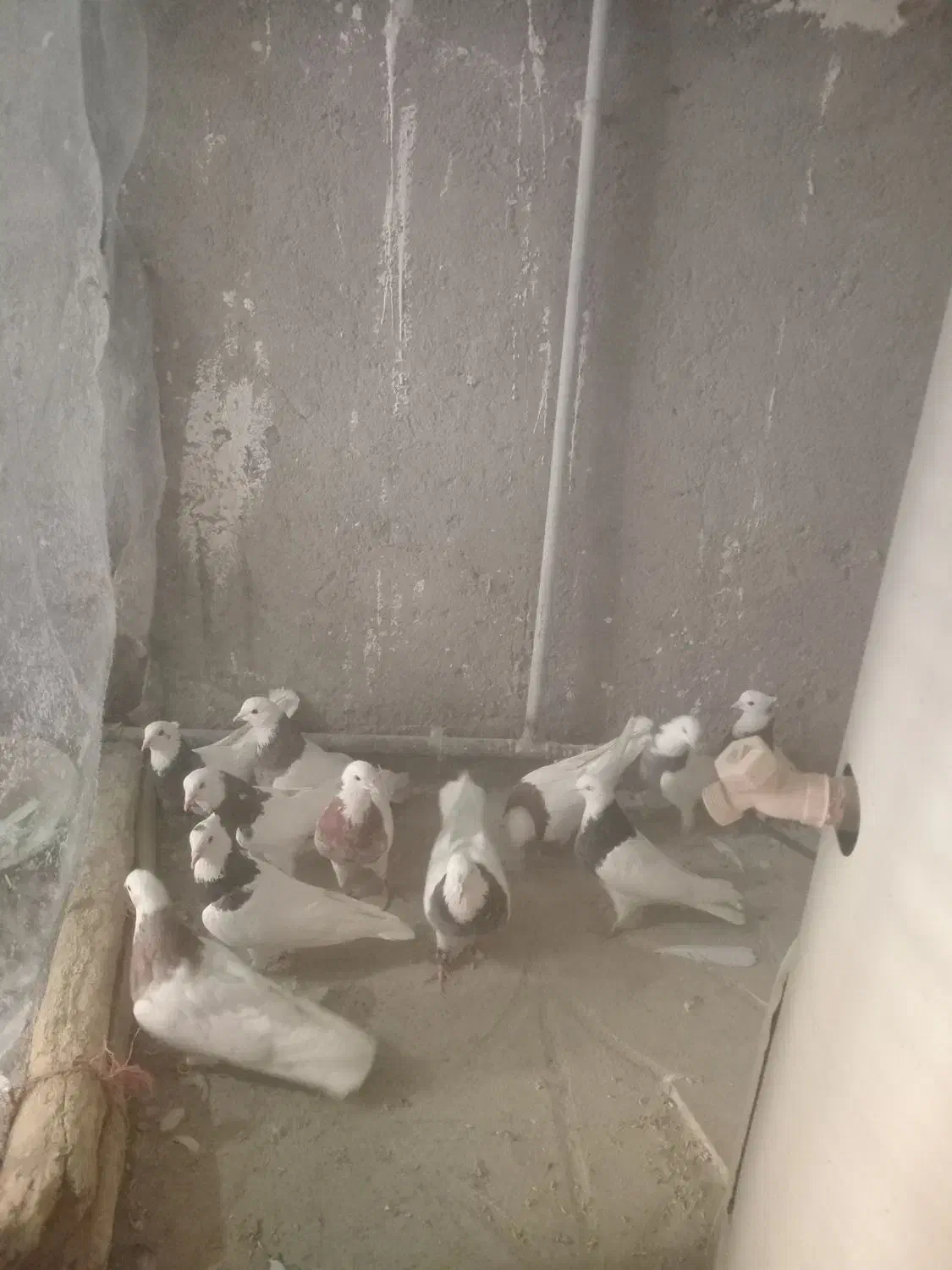 پرنده|پرنده|جوکار, |دیوار