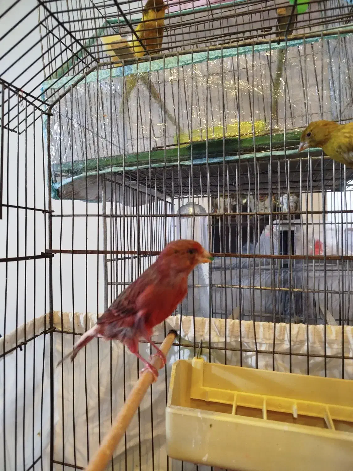 فروش قناری ماده|پرنده|فردیس, شهرک شهید حسینی|دیوار