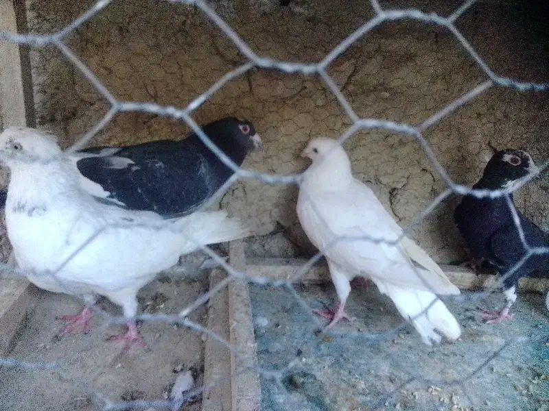 کبوتر|پرنده|شیروان (خراسان), |دیوار