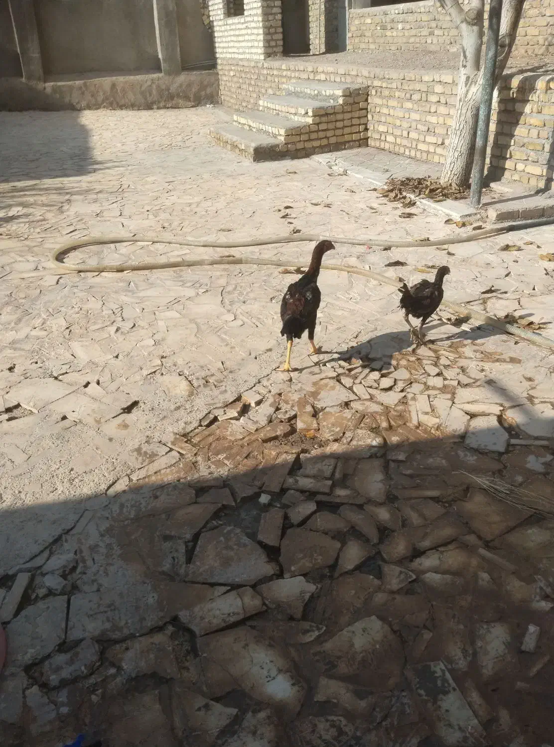 یک جفت لاری و یک جفت غوغاز به فروش می‌رسد|حیوانات مزرعه|تاکستان, |دیوار