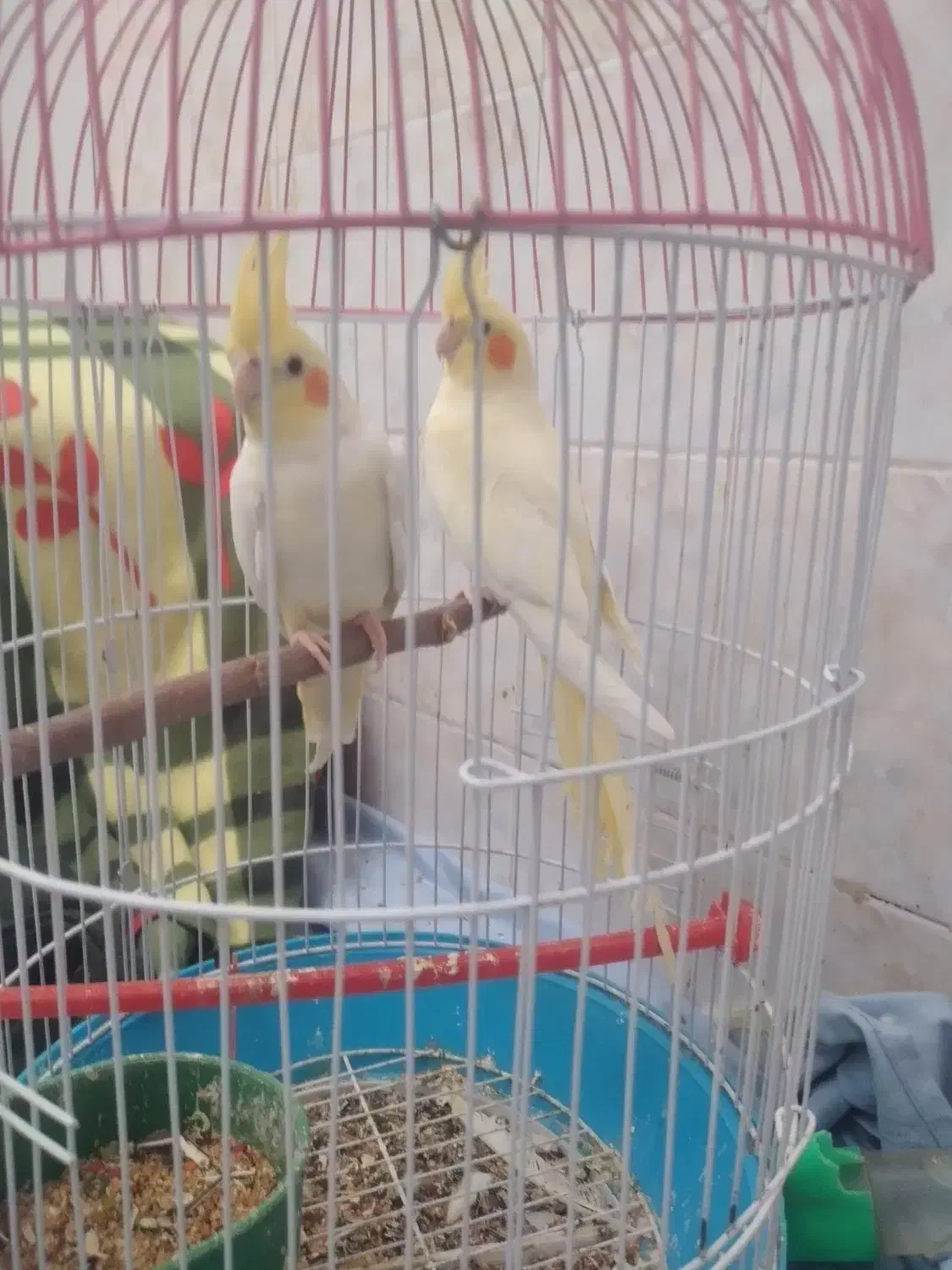 عروس هلندی|پرنده|ایرانشهر, |دیوار