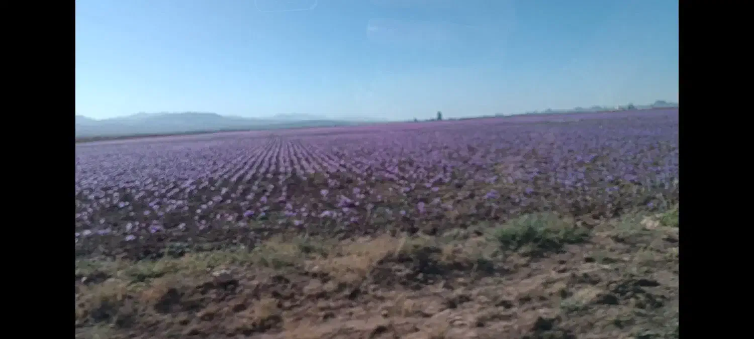 عسل زعفران صد درصد طبیعی|خوردنی و آشامیدنی|تهران, توحید|دیوار