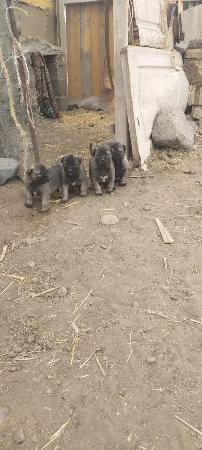 حیوان واگذاری|سگ|سراب, |دیوار