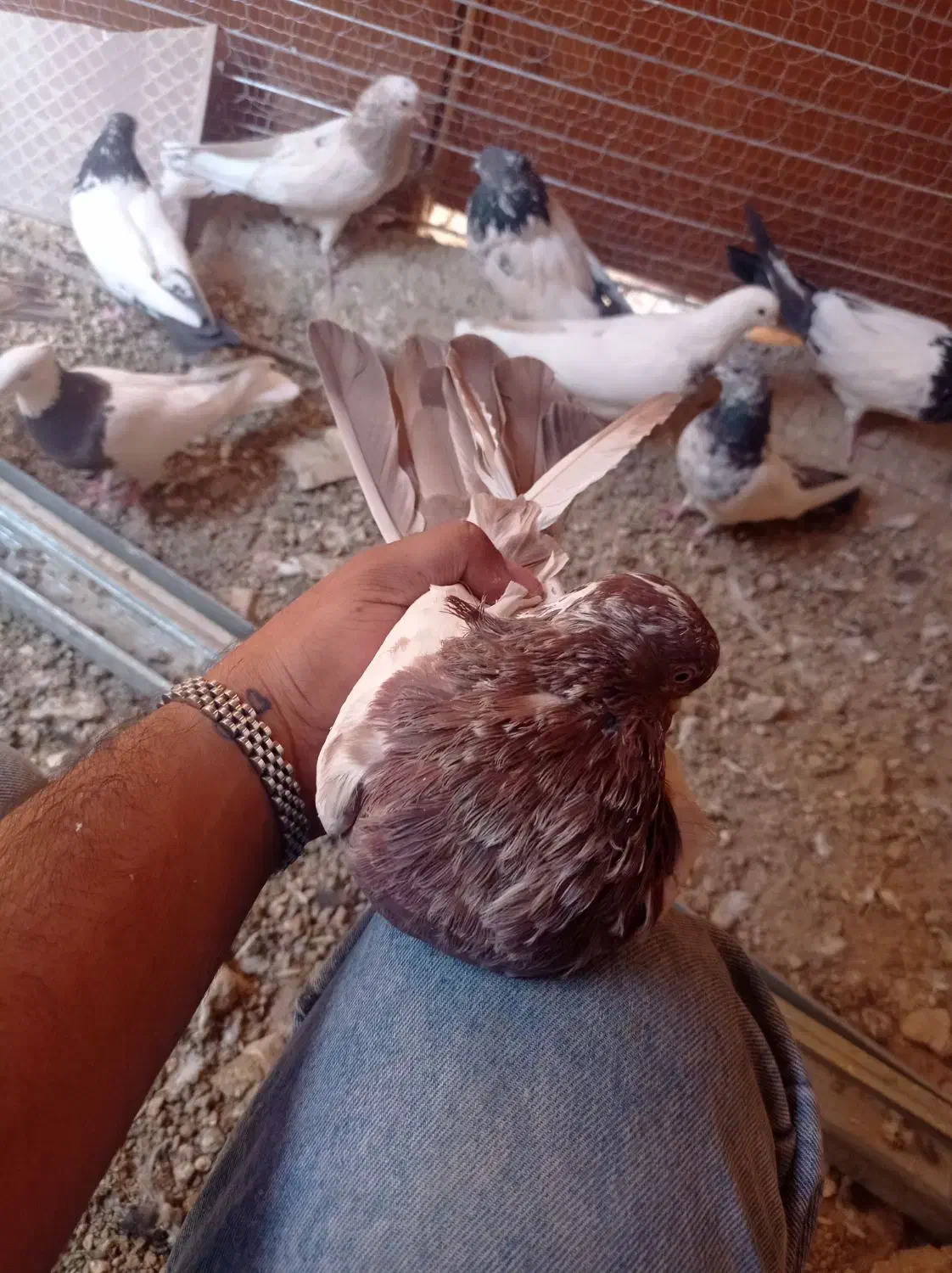 کبوتر کله دار|پرنده|کبودرآهنگ, |دیوار