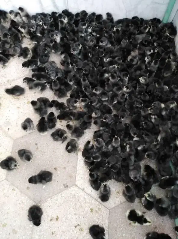 جوجه مرغ و خروس مرندی سیاه اصل(اصالت صددرصد)|حیوانات مزرعه|شیراز, احمدی جنوبی|دیوار