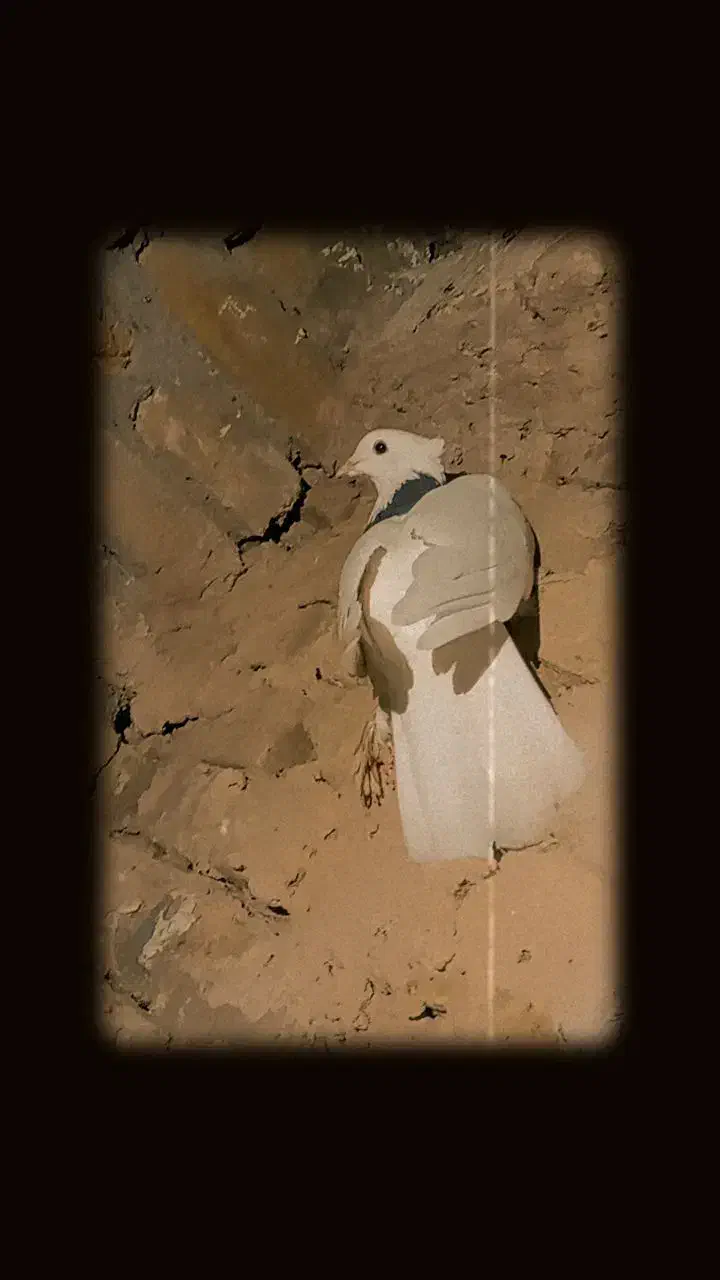 پرنده|پرنده|تربت‌حیدریه, جانبازان|دیوار