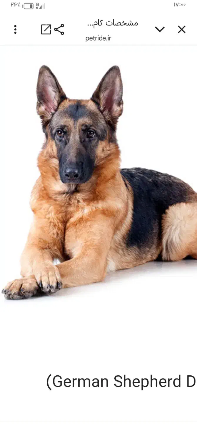 سگ ژرمن نر و ماده|سگ|مشهد, رباط طرق|دیوار