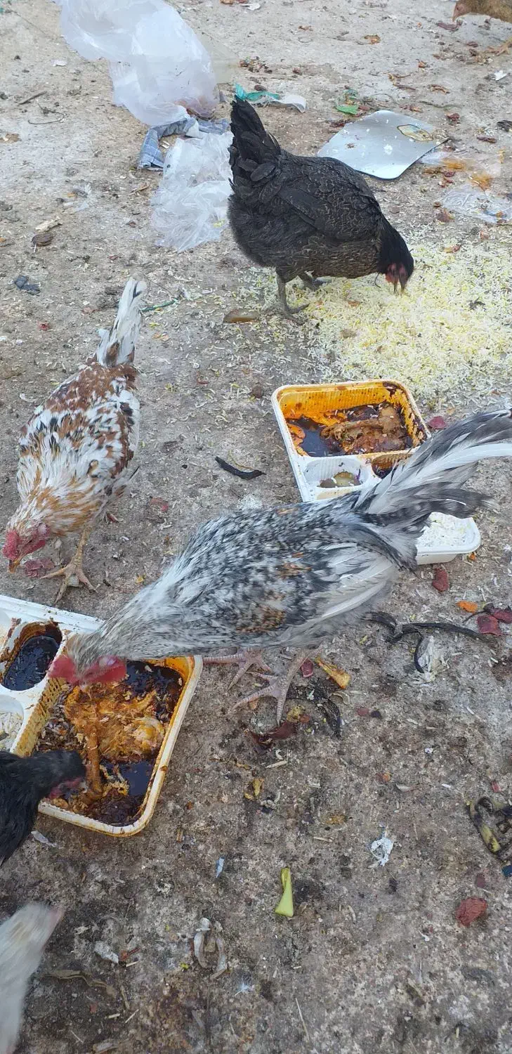 ۵ عدد خروس|حیوانات مزرعه|نجفآباد, جعفرآباد|دیوار