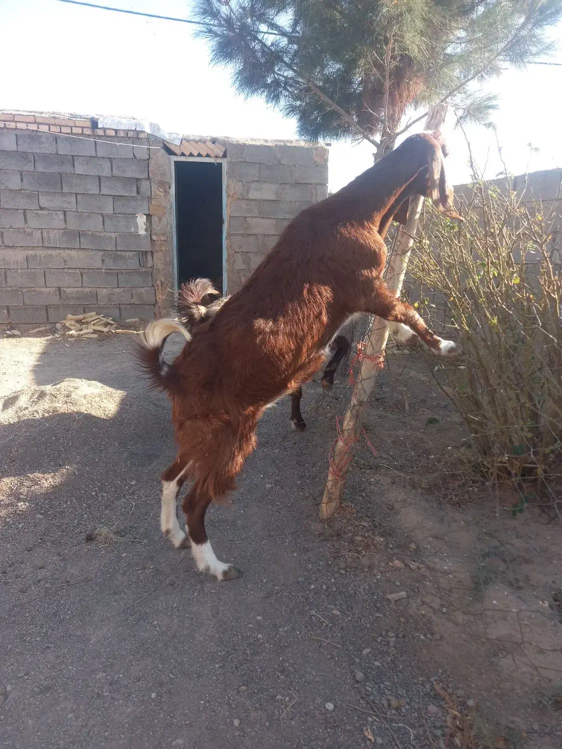 بز و بزغاله|حیوانات مزرعه|تربت جام, کاریز نو سفلی|دیوار