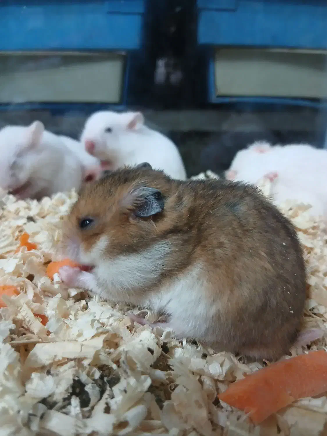 همستر های خوش رنگ|موش و خرگوش|کرج, کرج نو|دیوار