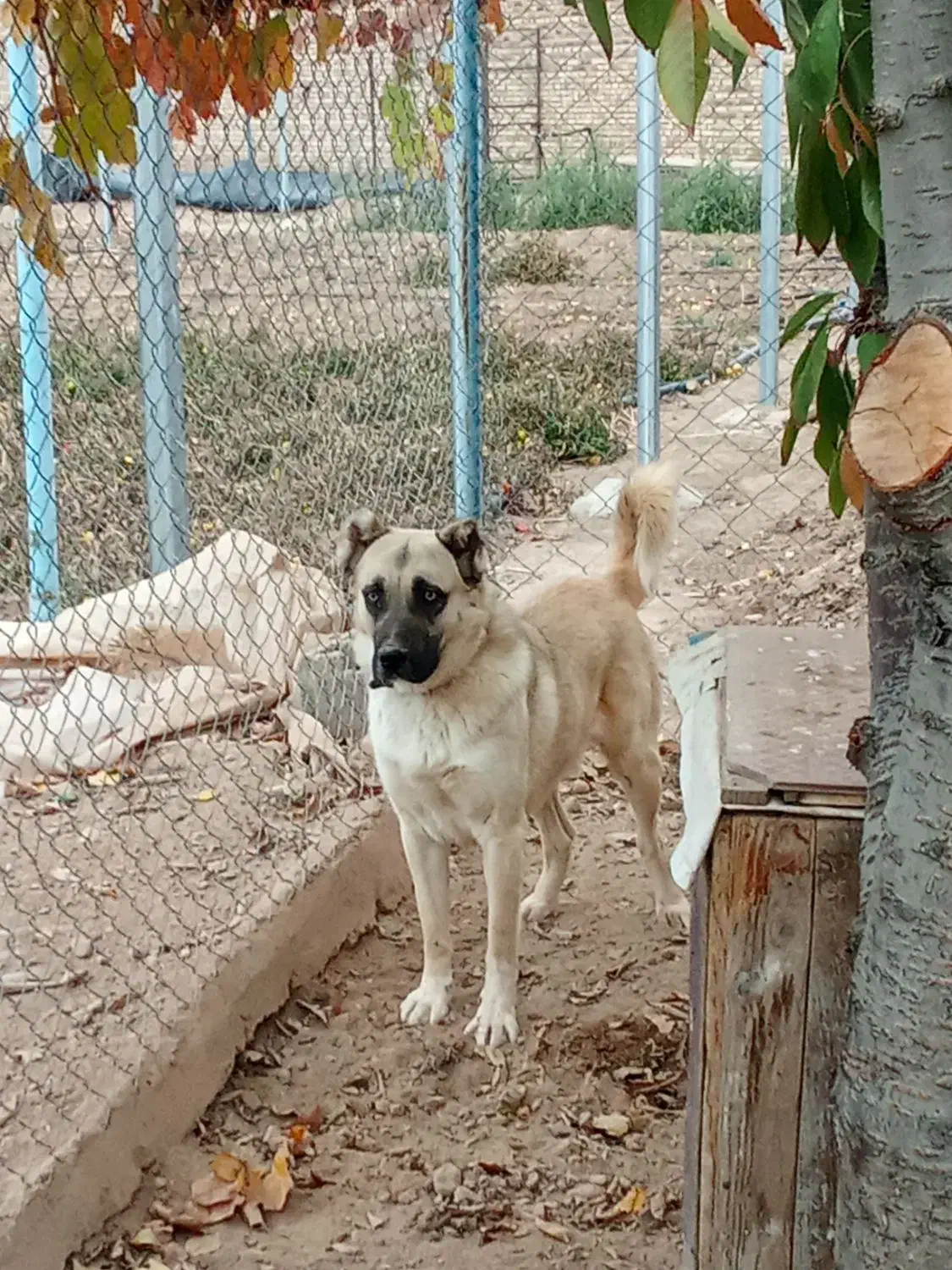 فروش سگ 8ماهه «نر»|سگ|یامچی, |دیوار