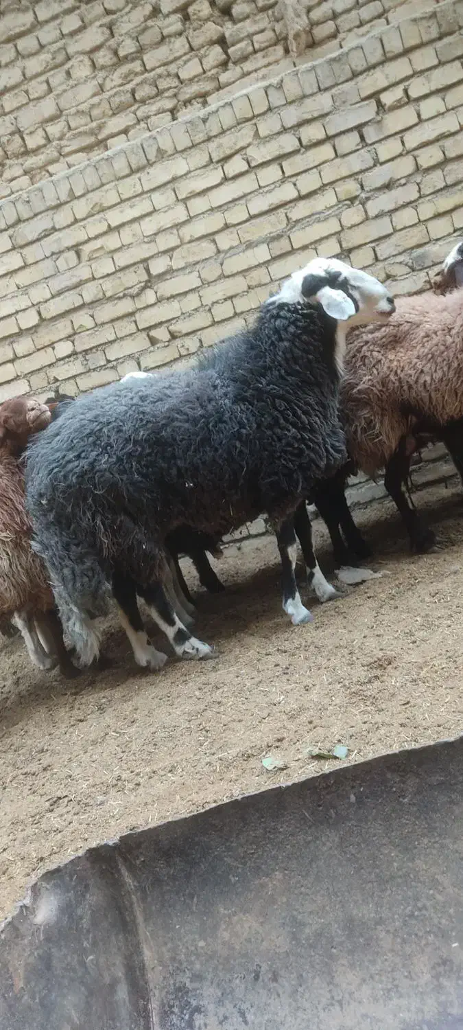 گوسفند و شیشک قوچ و شیشک ماده و بره|حیوانات مزرعه|فلاورجان, |دیوار