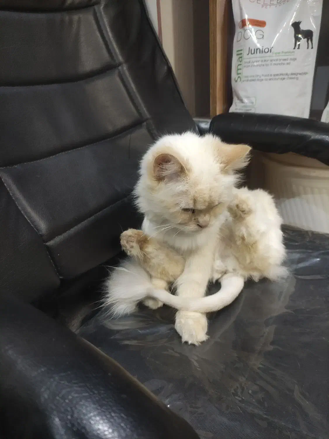 گم شدن گربه|حیوانات|شیروان (خراسان), |دیوار