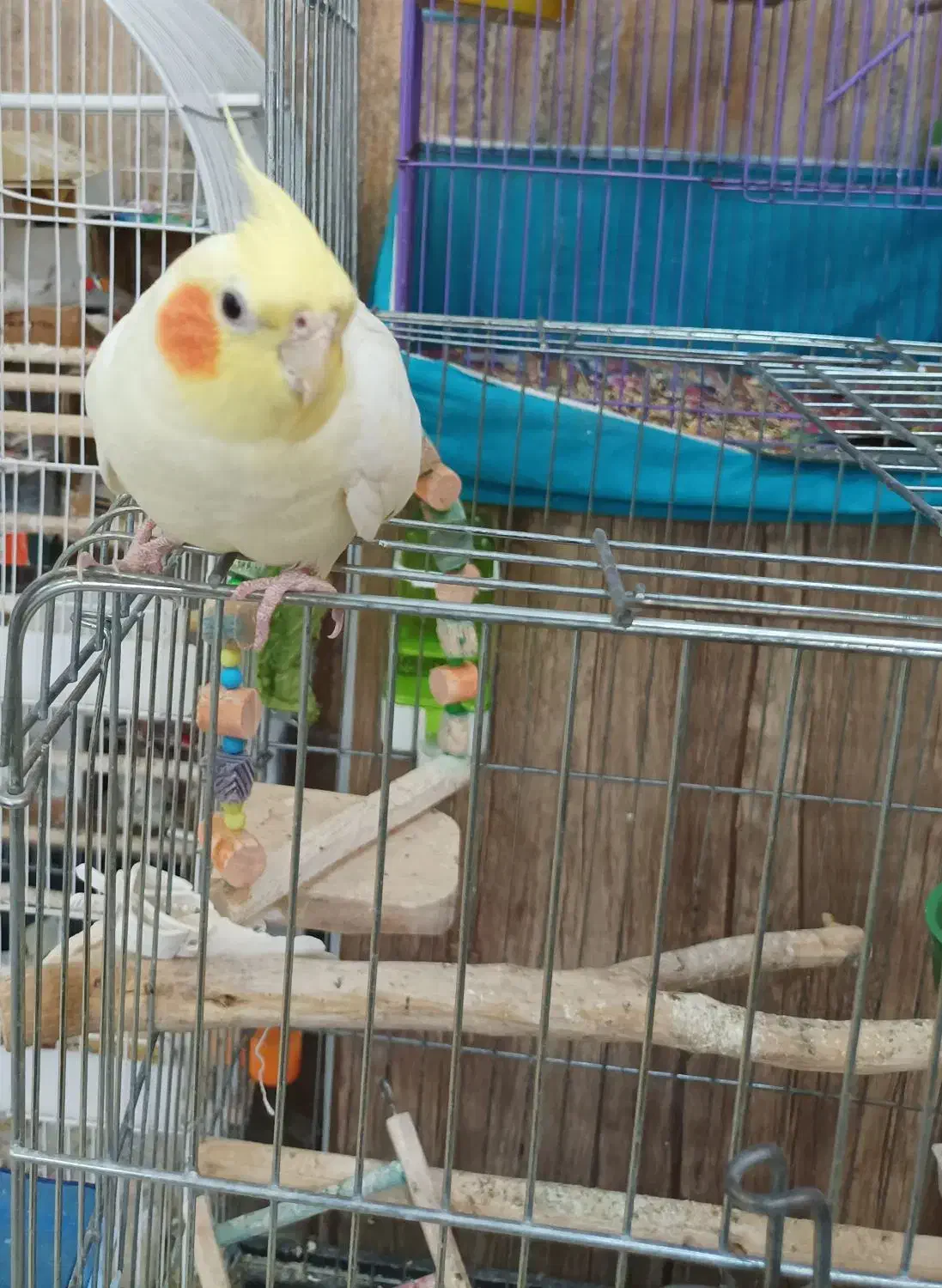 عروس هلندی|پرنده|قم, چهار مردان|دیوار