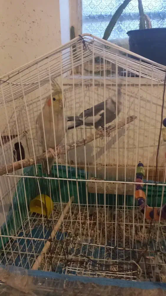 یک جفت عروس هلندی نر سخن گو|پرنده|یاسوج, |دیوار