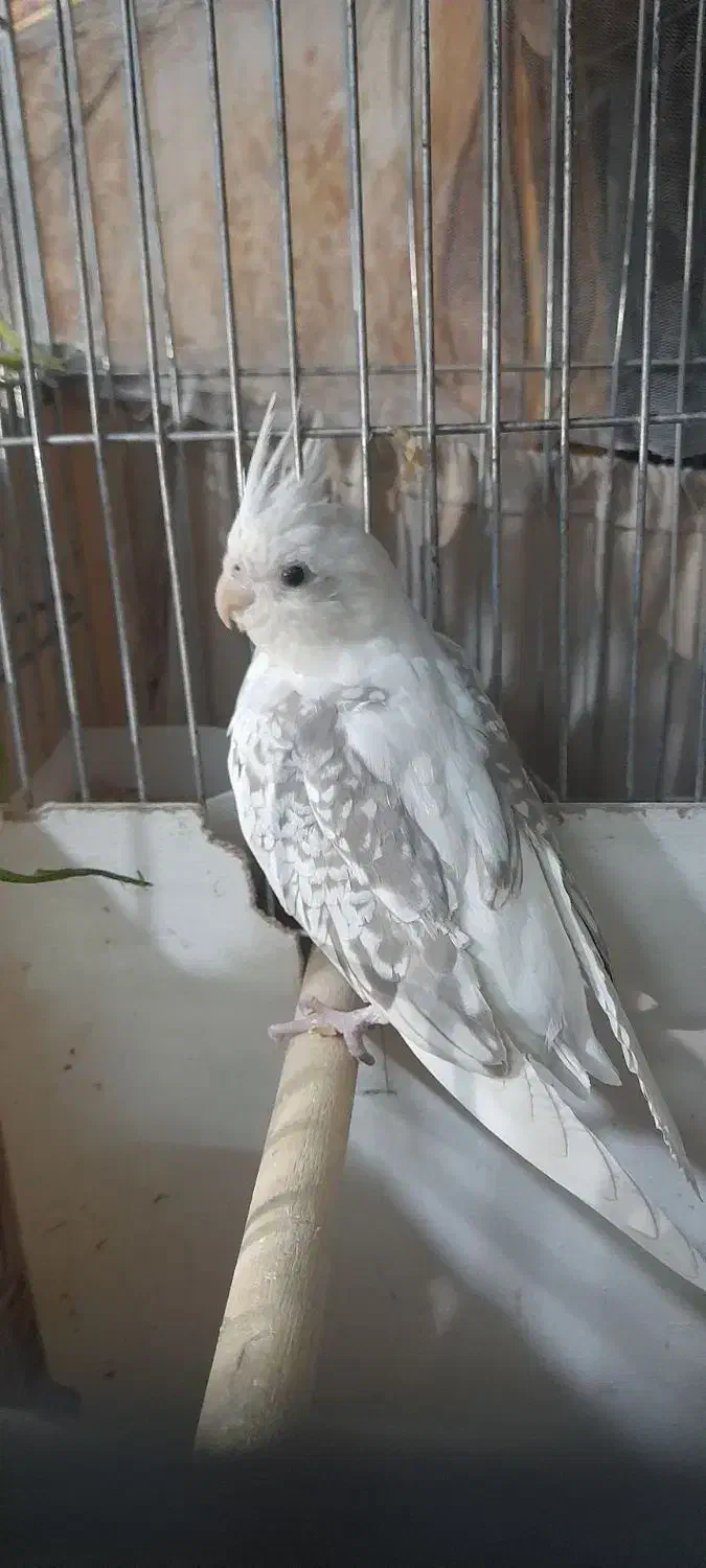 تخم عروس هلندی .|پرنده|تهران, مشیریه|دیوار