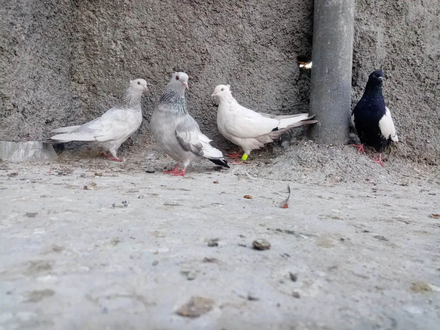 کفتر 3تا ماده سینه ی دمب سوسنی خوب|پرنده|شیراز, شهدای شهرک سعدی|دیوار