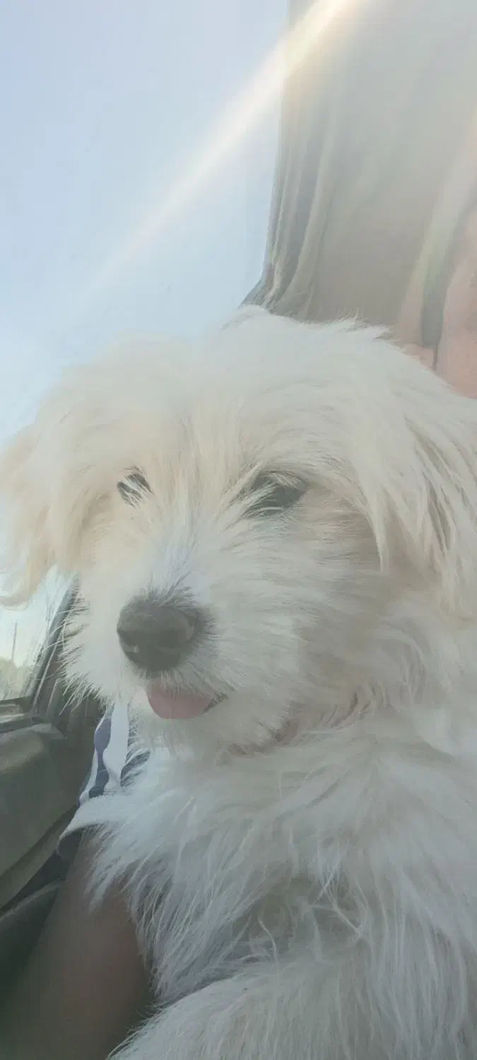 سگ.|سگ|اهرم, |دیوار