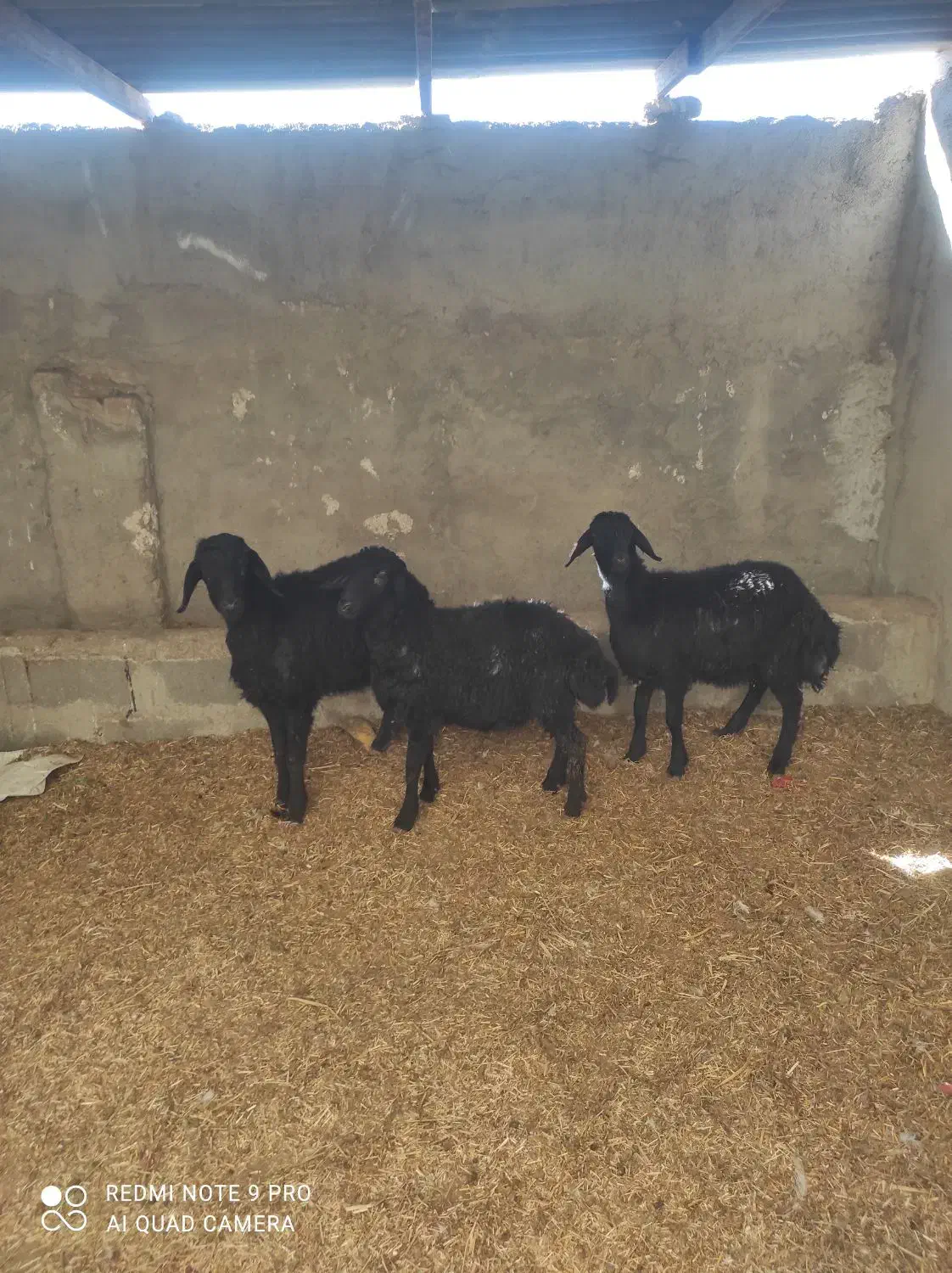 بره|حیوانات مزرعه|هشتگرد, تهران دشت|دیوار