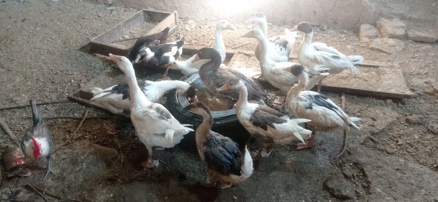 غاز|حیوانات مزرعه|اردکان, |دیوار