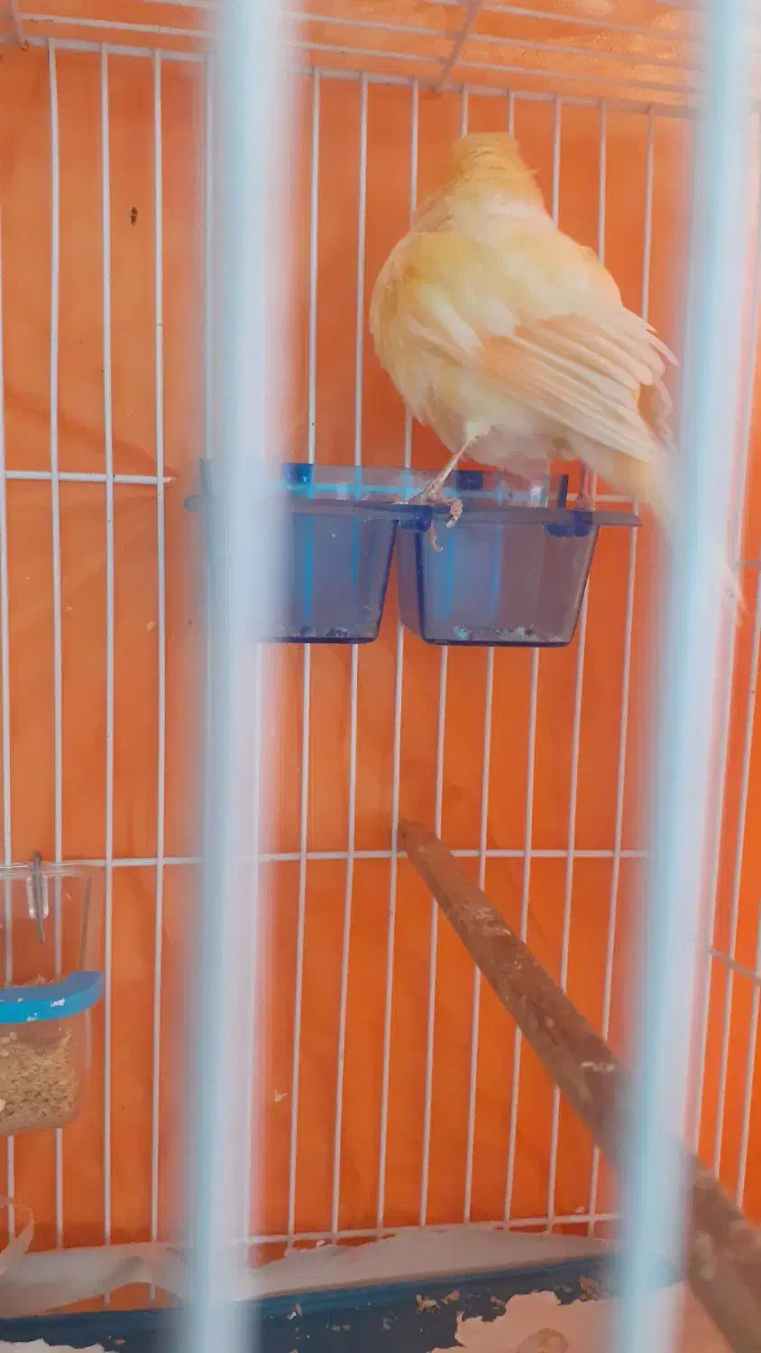 قناری ماده|پرنده|قوچان, |دیوار