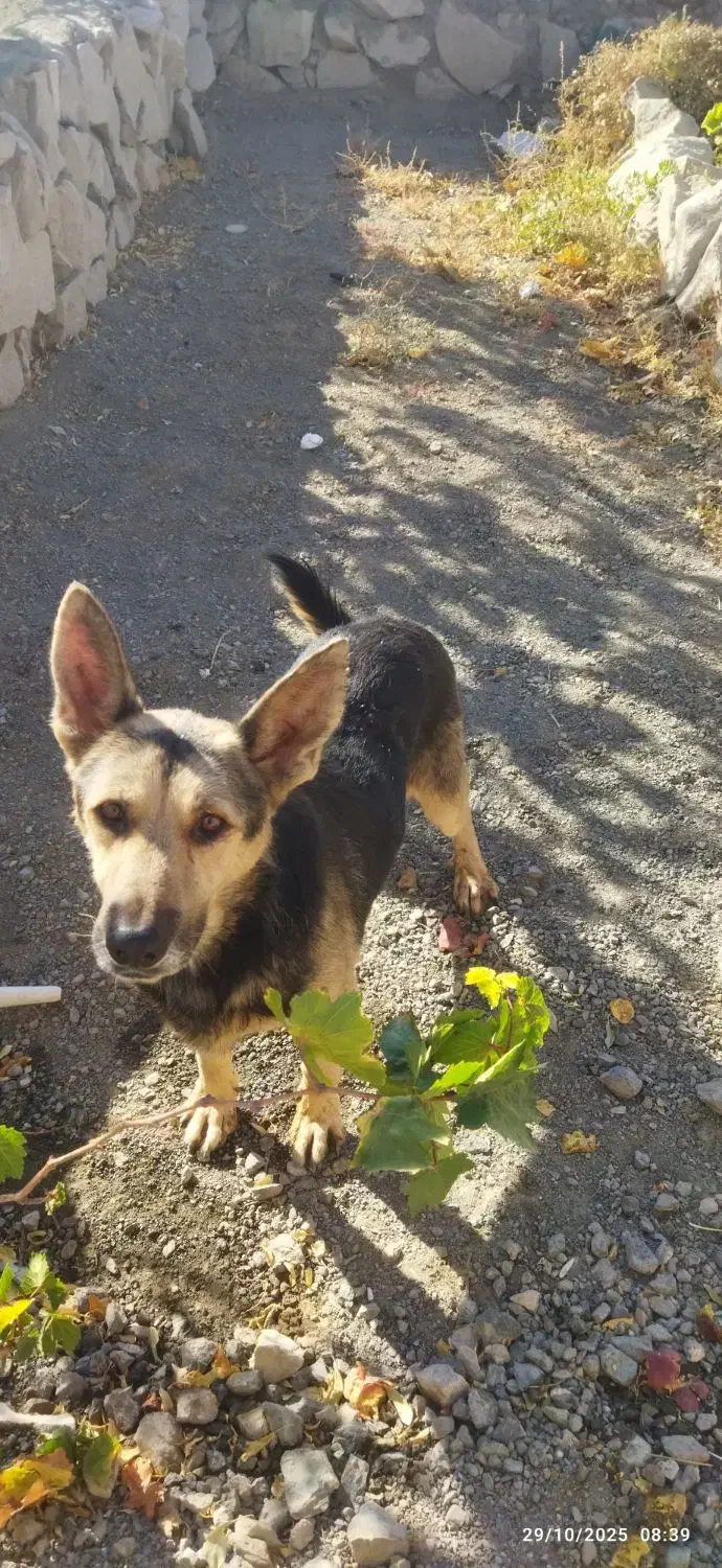 ژرمن باهوش|سگ|سبزوار, توحیدشهر|دیوار