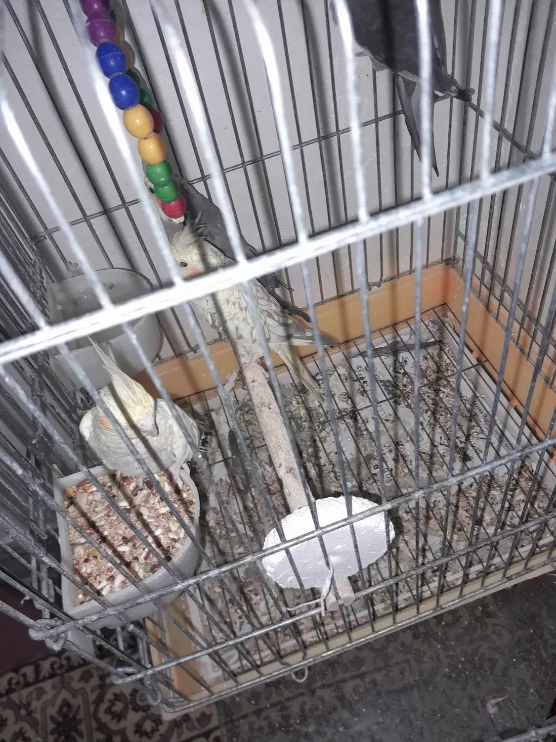 عروسهلندیمامونیه|پرنده|زرندیه, |دیوار